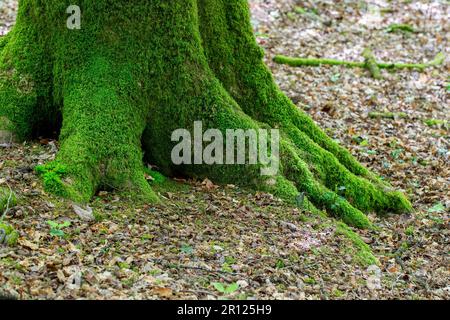 Roots of moss covered tree trunk in woodland Stock Photo