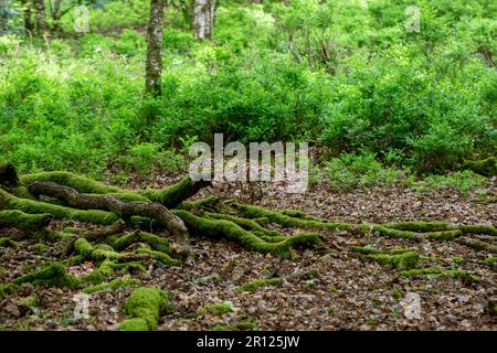 Moss covered tree branches on woodland floor Stock Photo