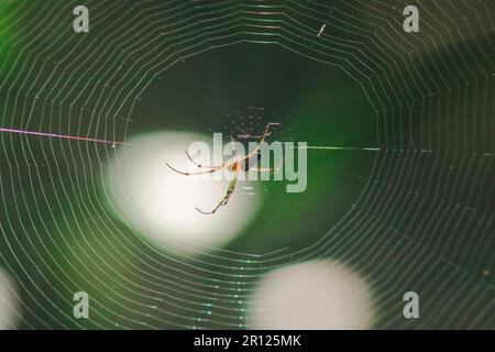 Orb-weaver spiders in nature are building webs. The circular web spider is another species found in many areas of Thailand. Stock Photo