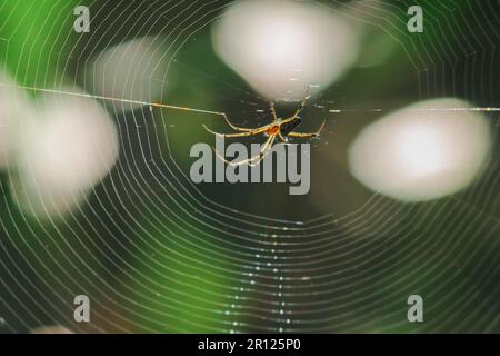 Orb-weaver spiders in nature are building webs. The circular web spider is another species found in many areas of Thailand. Stock Photo