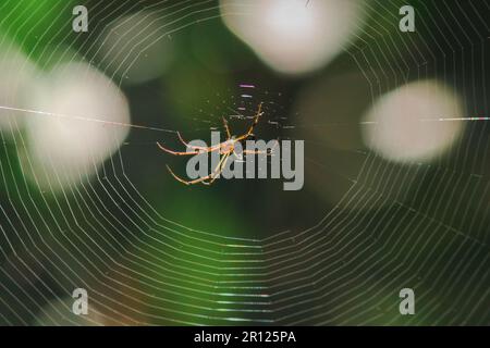 Orb-weaver spiders in nature are building webs. The circular web spider is another species found in many areas of Thailand. Stock Photo