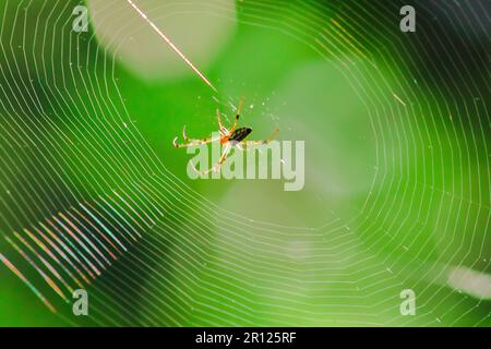 Orb-weaver spiders in nature are building webs. The circular web spider is another species found in many areas of Thailand. Stock Photo