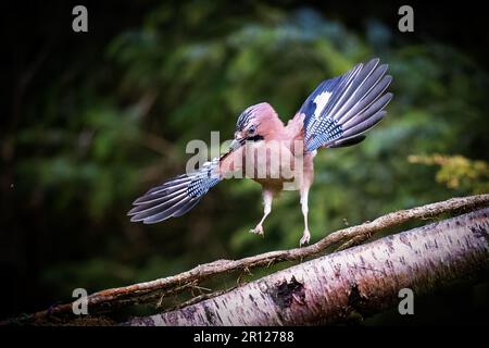 The Eurasian jay (Garrulus glandarius), landing on a branch, comical pose Stock Photo