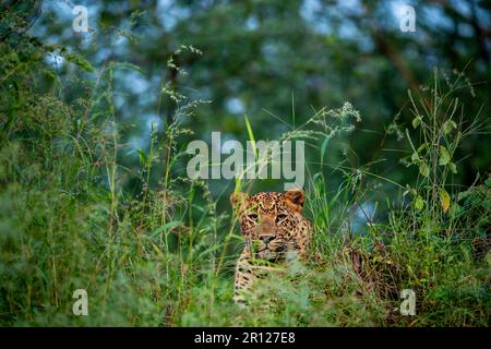 wild Indian male leopard or panther or panthera pardus fusca closeup camouflage in natural green grass in evening safari at jhalana leopard forest Stock Photo