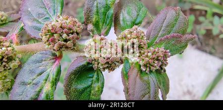 Ant climber on a beautiful natural flower close up Stock Photo