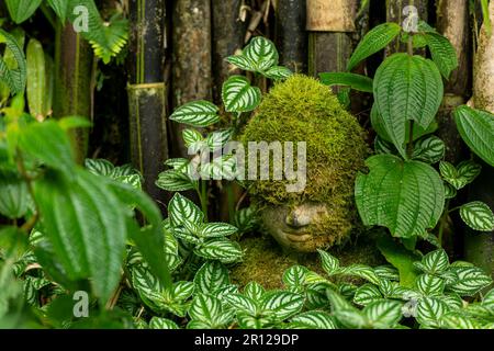 Bamboo plants in garden with a buddha head cover with moss - stock photo Stock Photo