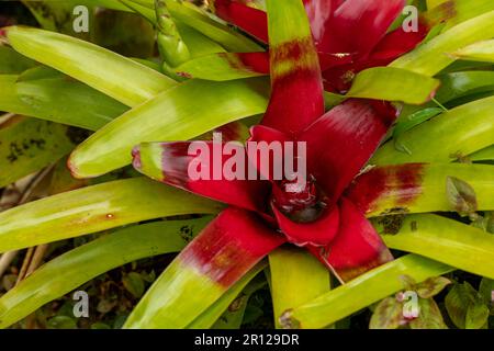 Multi-colored Bromilead (Guzmania) flowers - stock photo Stock Photo