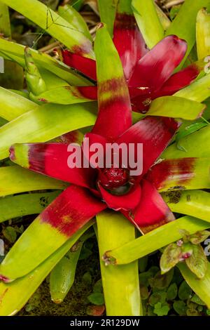 Multi-colored Bromilead (Guzmania) flowers - stock photo Stock Photo