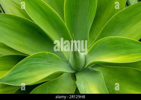 Agave plant (Agave americana), close-up - stock photo Stock Photo