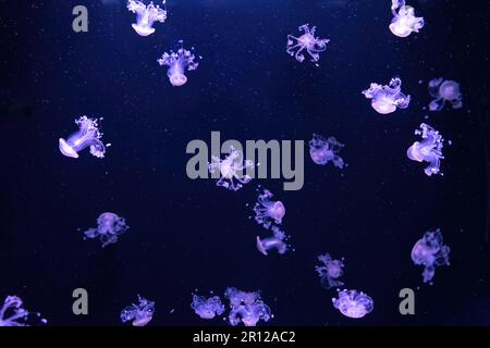 Group of fluorescent jellyfish swimming underwater aquarium pool. Spotted australian jellyfish, Phyllorhiza punctata in aquarium with purple neon ligh Stock Photo
