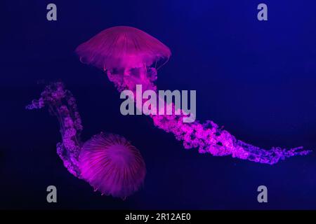 Two fluorescent jellyfish swimming underwater aquarium pool with pink neon light. The South American sea nettle chrysaora plocamia in blue water, ocea Stock Photo