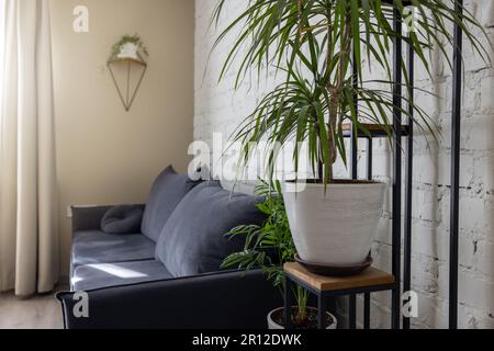 living room interior with green indoor plants on stand Stock Photo