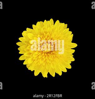 Fluffy blooming yellow chrysanthemum flower isolated on black background. Design element, cut out Stock Photo