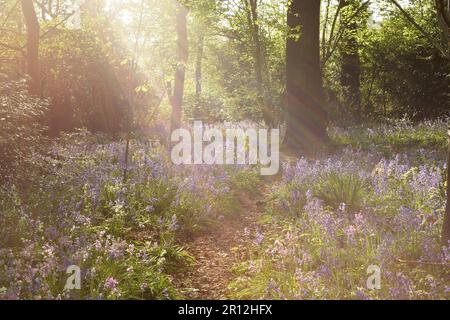 Bluebells lit up by rays of sunlight cutting through the canopy of trees on a sunny spring morning. England, UK. Stock Photo