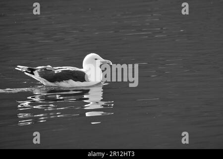 seagull swimming on the fjord in Norway in calm water in black and white. The sea bird is reflected in the water. Animal photo from Scandinavia Stock Photo