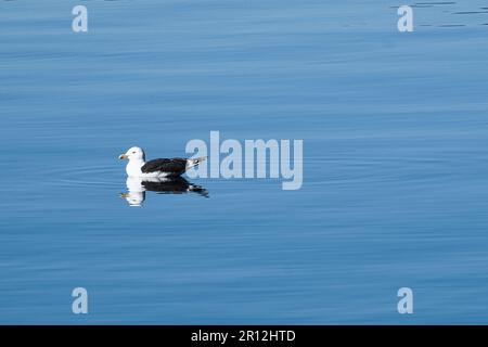 seagull swims on the fjord in Norway in calm water. The sea bird is reflected in the water. Animal photo from Scandinavia Stock Photo