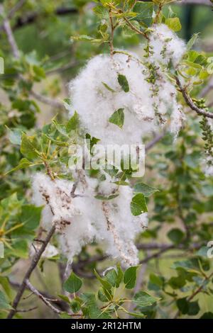 Black poplar seeds Stock Photo