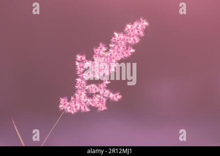 The landscape of grass is inclined to the wind. On the sun light background Stock Photo