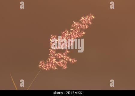 The landscape of grass is inclined to the wind. On the sun light background Stock Photo