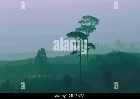 Landscape mountain tree silhouette On the orange sun light background Stock Photo