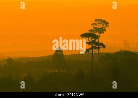 Landscape mountain tree silhouette On the orange sun light background Stock Photo