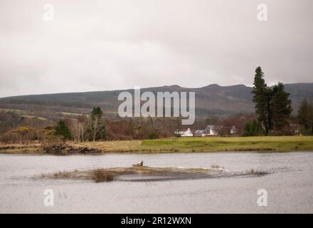 A seal basks within coastal scene of the landscape of the Island of Arran in Scotland, beside the sea. Stock Photo