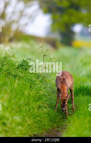 A yearling buck in the midst of his spring moult in favoured hedgerow habitat. His twin brother is hidden nearby nursing a broken leg. Stock Photo