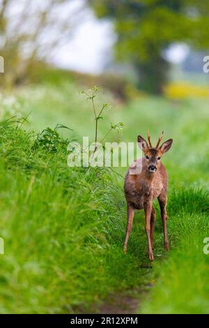 A yearling buck in the midst of his spring moult in favoured hedgerow habitat. His twin brother is hidden nearby nursing a broken leg. Stock Photo