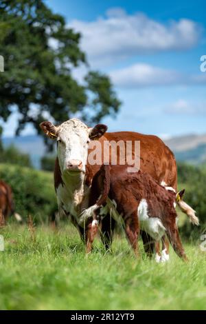 Hereford calf suckling from its mother in an upland pasture on the edge of the Howgill Fells in Cumbria, UK. Stock Photo