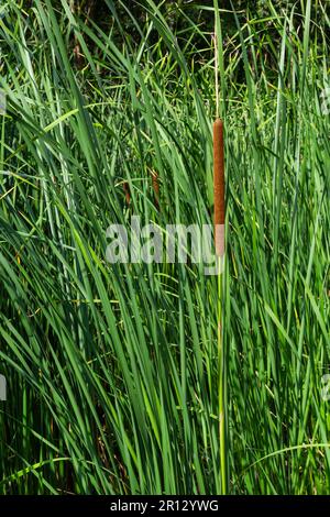 Reed mace plant also known as cat - tail, bulrush, swamp sausage, punks, typha angustifolia. Stock Photo