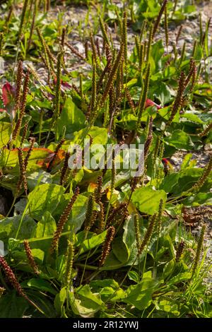 Plantain flowering plant on sandy soil. Plantago major broadleaf plantain, white man's foot or greater plantain. Stock Photo
