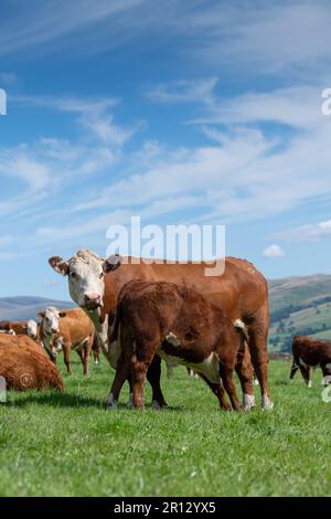 Young calf suckling from White-bred Shorthorn Cow Stock Photo - Alamy