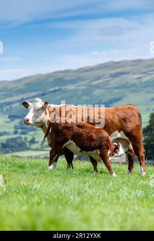 Hereford calf suckling from its mother in an upland pasture on the edge of the Howgill Fells in Cumbria, UK. Stock Photo