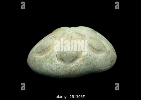 Sea Biscuit, also known as sea cookie, sand dollar, and sea urchin,  isolated on black background, high contrast Stock Photo