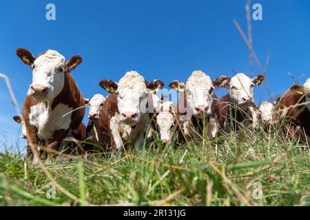 Herd of pedigree Hereford cattle on upland pasture land, Cumbria, UK. Stock Photo