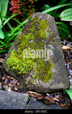 Green moss on stone Stock Photo