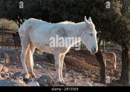 Working mule on the the top of La Mola Mountain in the Parc natural de Sant Llorenc del Munt i l'Obac, Valles Occidental, Catalonia, Spain. Stock Photo