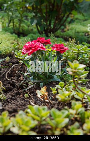 Red clove flowers in a ground on the garden bed Stock Photo - Alamy