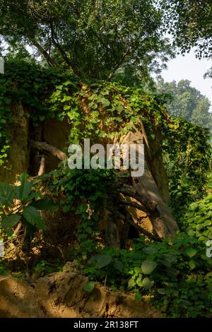 Ivy vine hanging on a tree Stock Photo