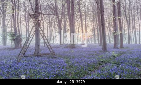 Watch Tower at the bluebell woods Stock Photo