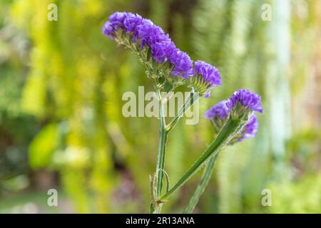 Limonium sinuatum, commonly known as wavyleaf sea lavender with blur background Stock Photo