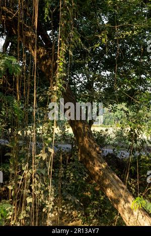 Ivy vine hanging on a tree Stock Photo