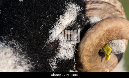 Close up of the eye and horns on a swaledale ram. North Yorkshire, UK. Stock Photo