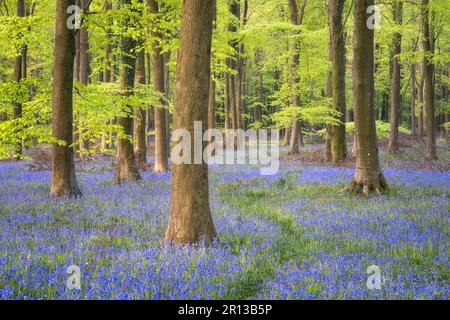Angmering bluebell woods Stock Photo