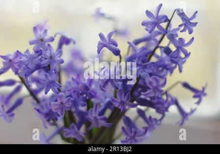 Delicate flowering Scylla, background. A fresh assembled bouquet of spring blue purple colors pleases the look. Stock Photo