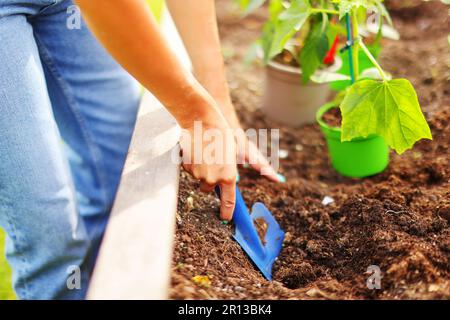 Spring gardening, planting flower seedlings. Female hands of a gardener in protective gloves at work Stock Photo