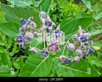 Thistle Flowers, Calotropis gigantea, purple crown flower, indian milkweed Stock Photo