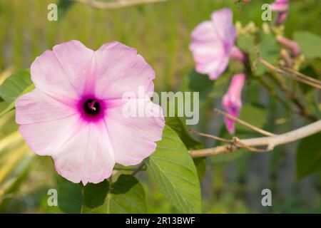 Close-up view of the ipomoea carnea flower, Pink morning glory Stock Photo