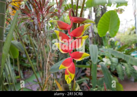 Red Heliconia rostrata flower, Bird of Paradise, a lobsterclaws and parrotsbeak Stock Photo