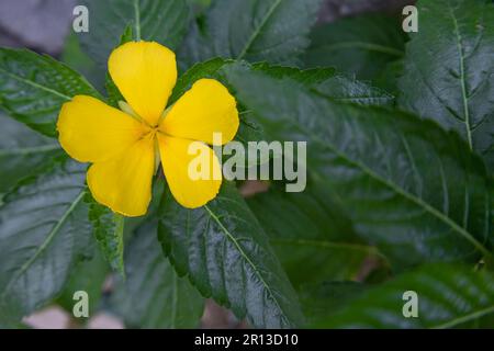 Turnera ulmifolia flower (the ramgoat dashalong or yellow alder) Turnera diffusa yellow flower Stock Photo